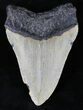 Bargain Megalodon Tooth - North Carolina #21709-2